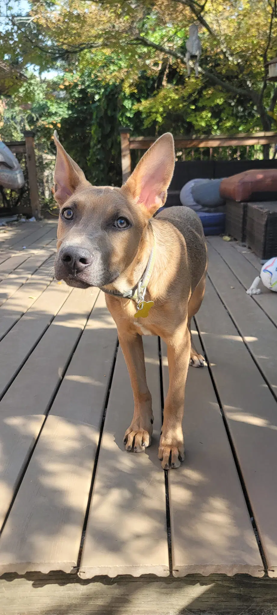 Otterpop - German Shepherd/Pittie