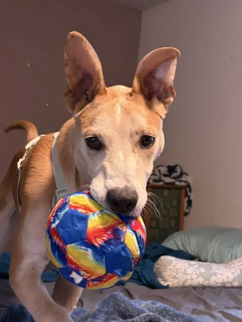 Mingo - Australian Cattle Dog/Blue Heeler