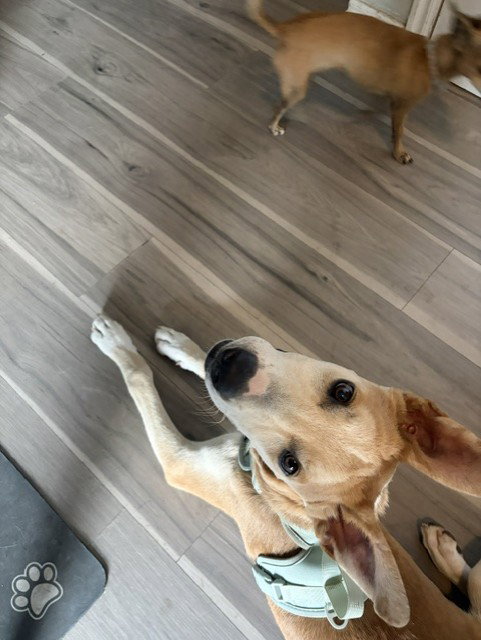 Mingo photo 2