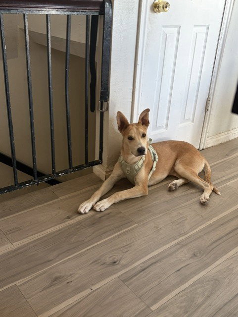 Mingo photo 4