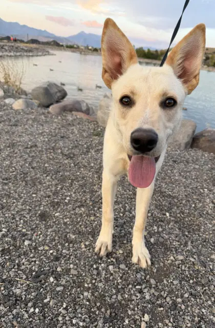 King Titan - German Shepherd Dog