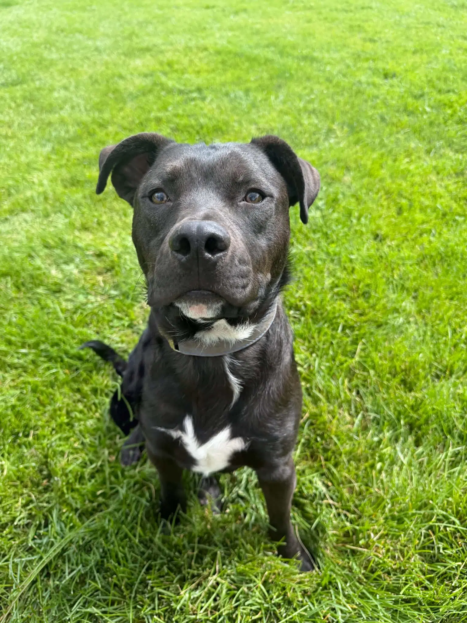 Jason - American Pit Bull Terrier