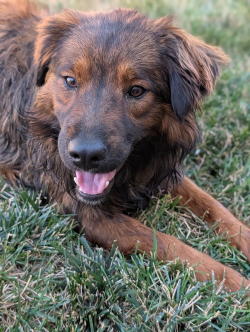 Pippen photo 3