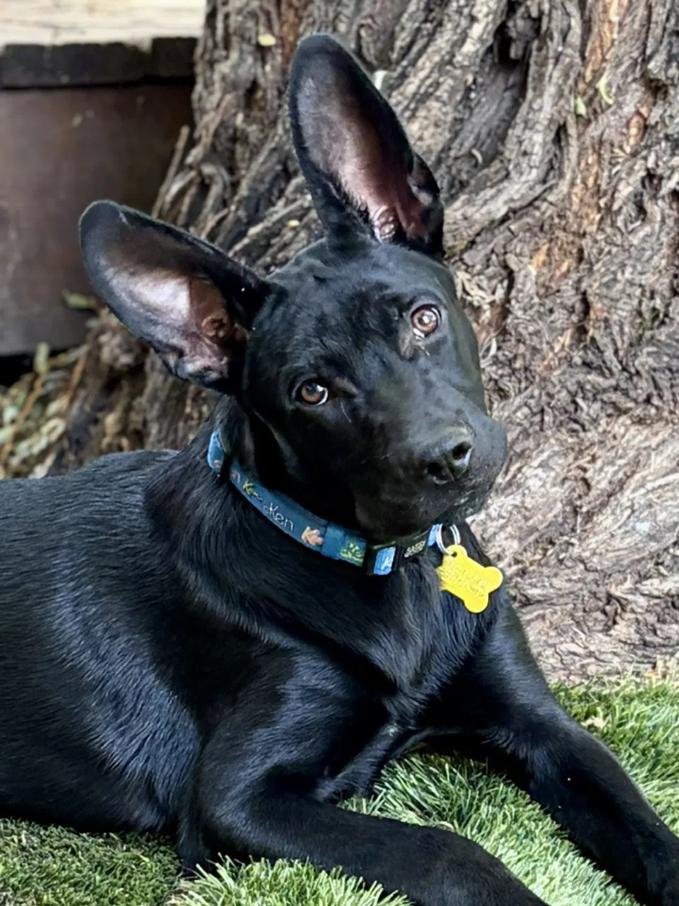 Cobi - Australian Cattle Dog/Blue Heeler