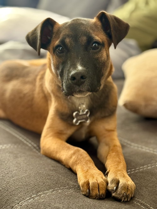 picture of the dog needing adoption
