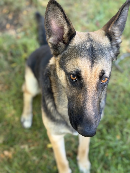 picture of the dog needing adoption