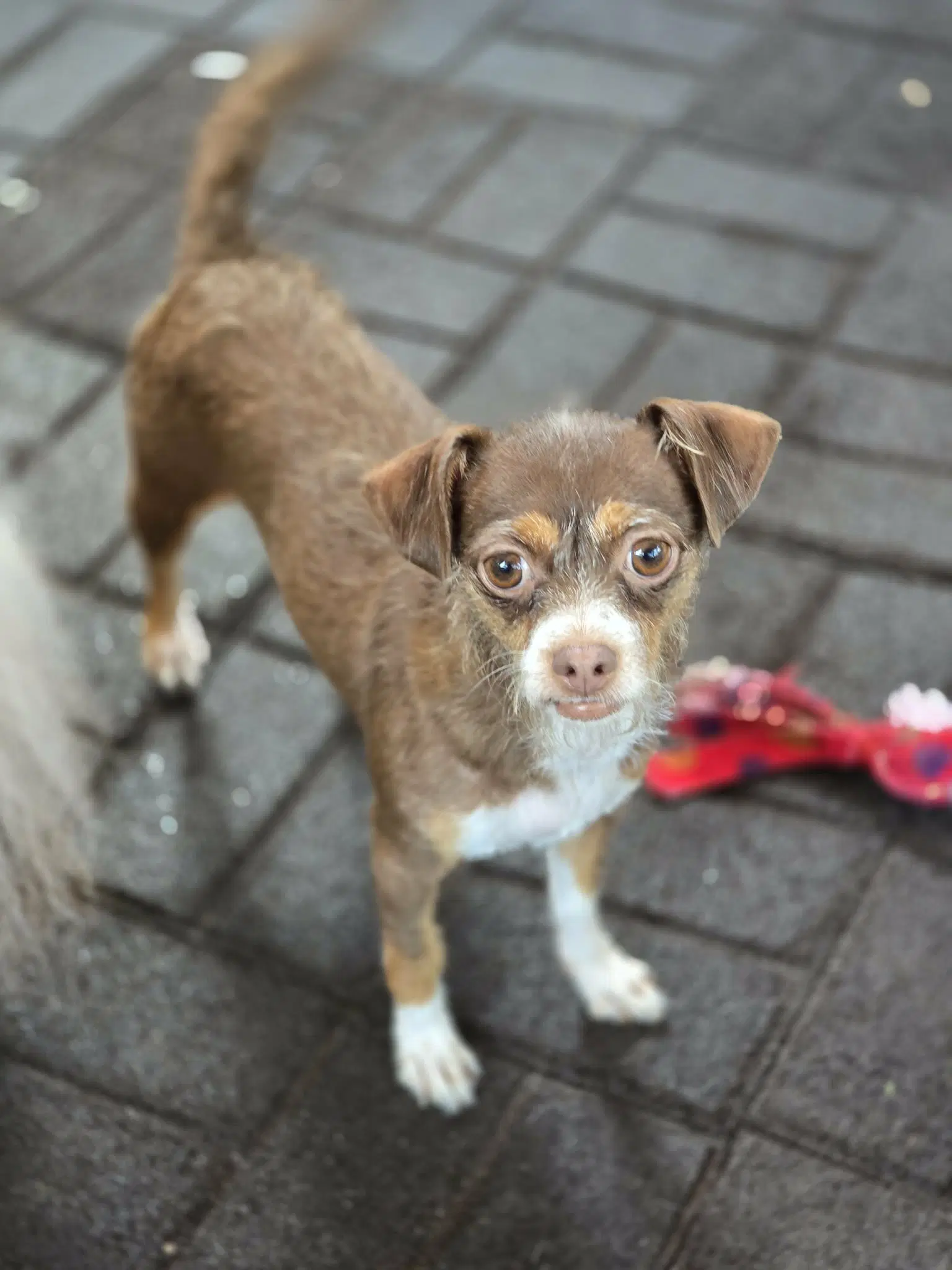 Chaquita Rosa - Chihuahua