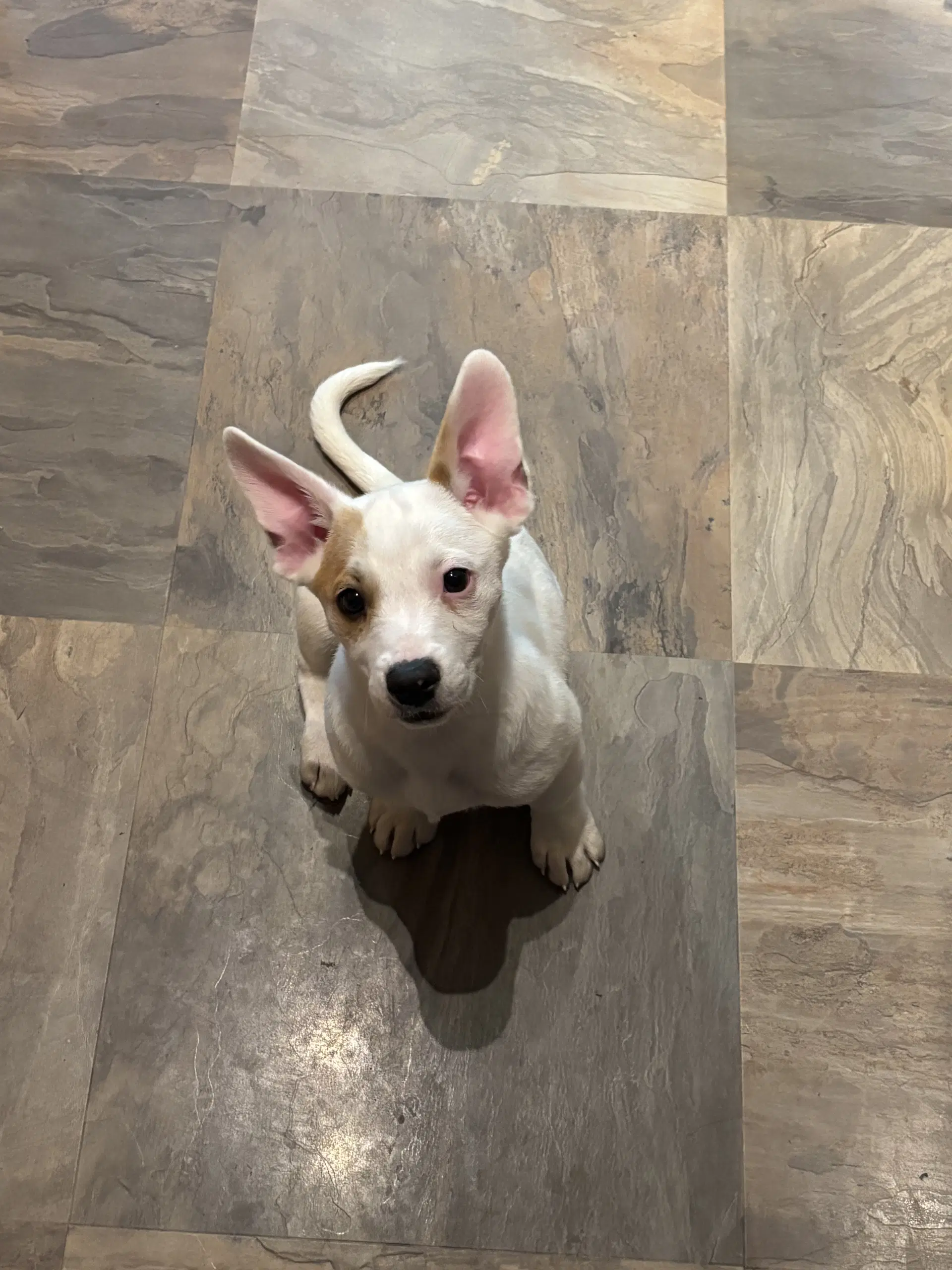 Scarlett Rose - American Pit Bull Terrier