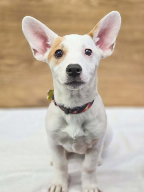 picture of the dog needing adoption