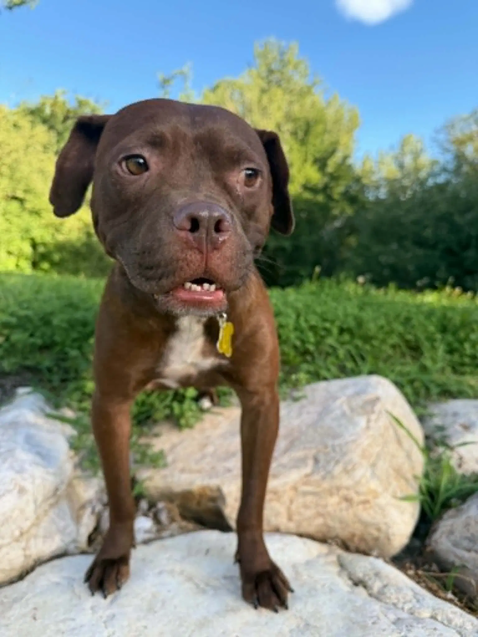 Mitch - American Pit Bull Terrier