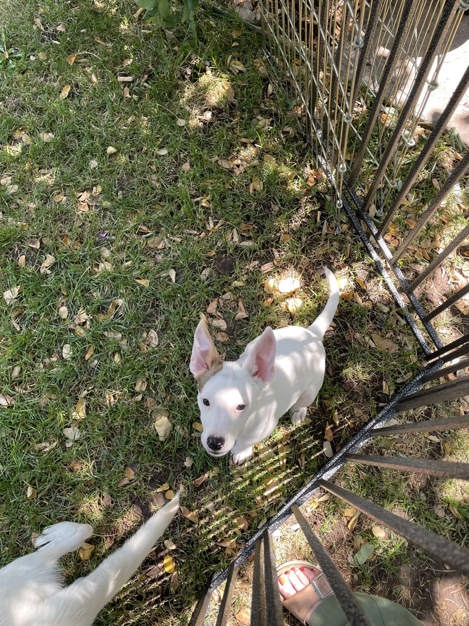 Stella Goldie - bully/cattle dog mix