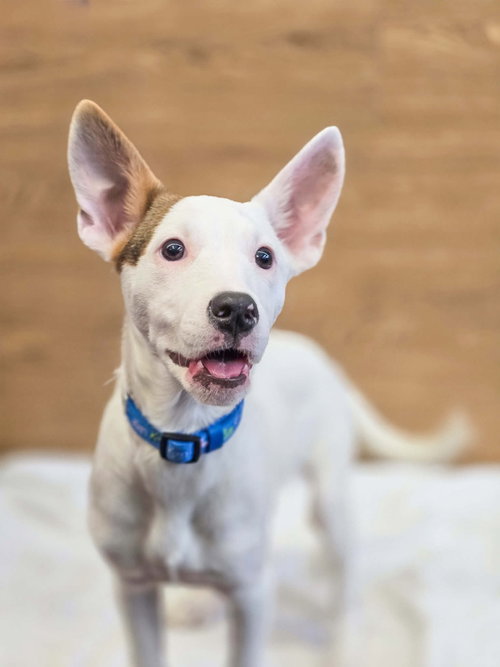 picture of the dog needing adoption
