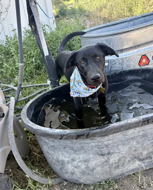 Jett Black - Labrador Retriever