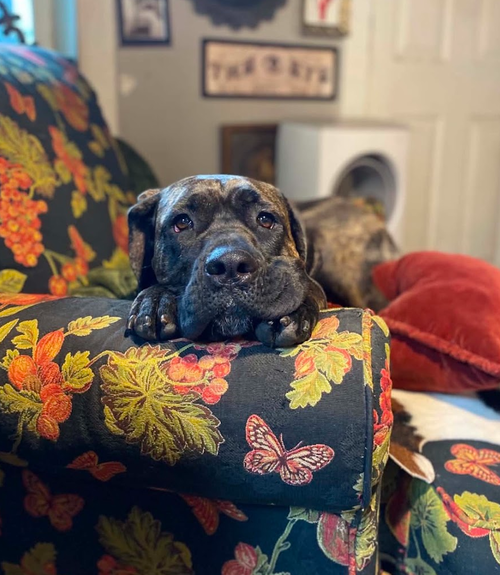 picture of the dog needing adoption