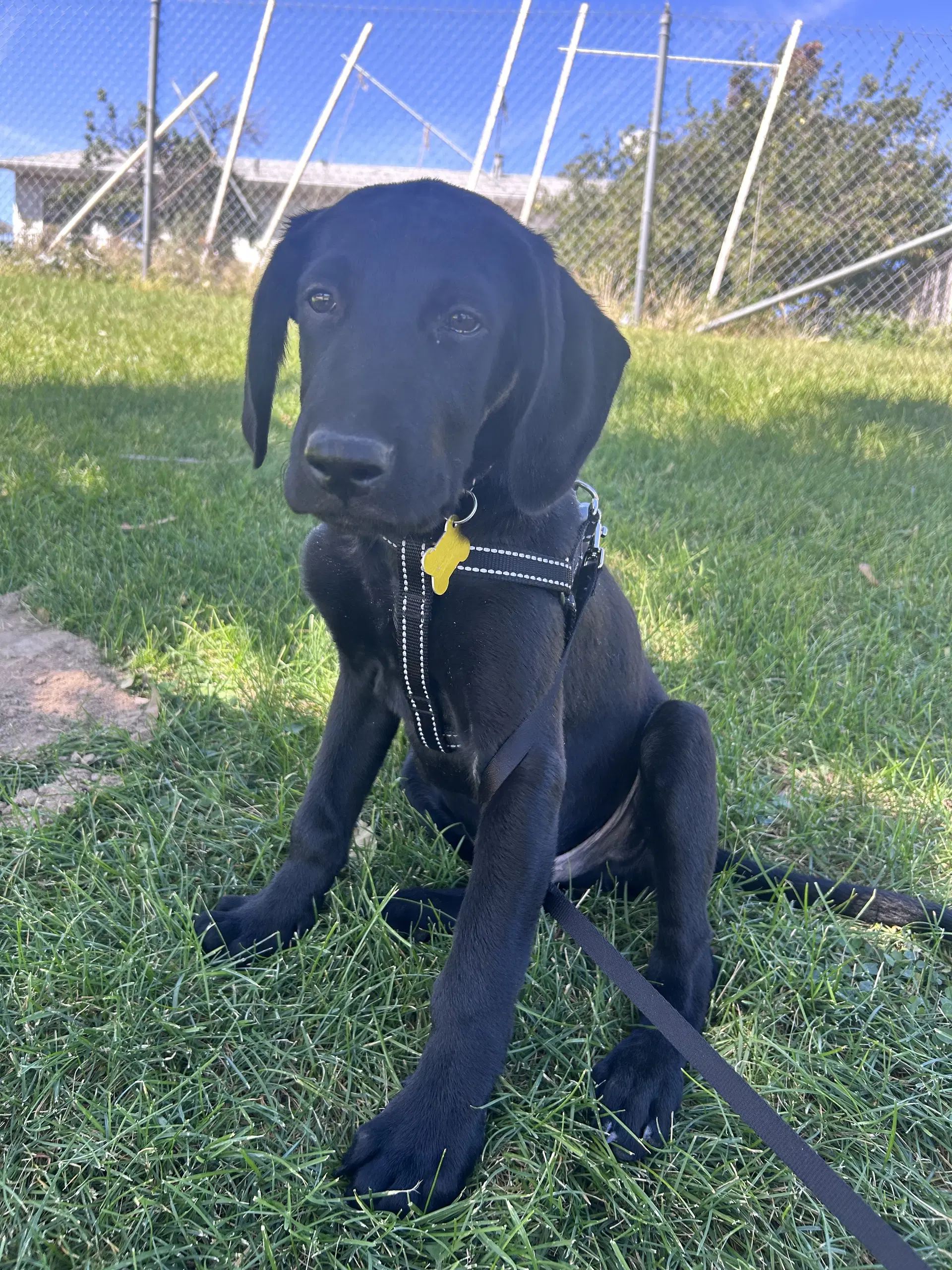 Lukke - Labrador Retriever