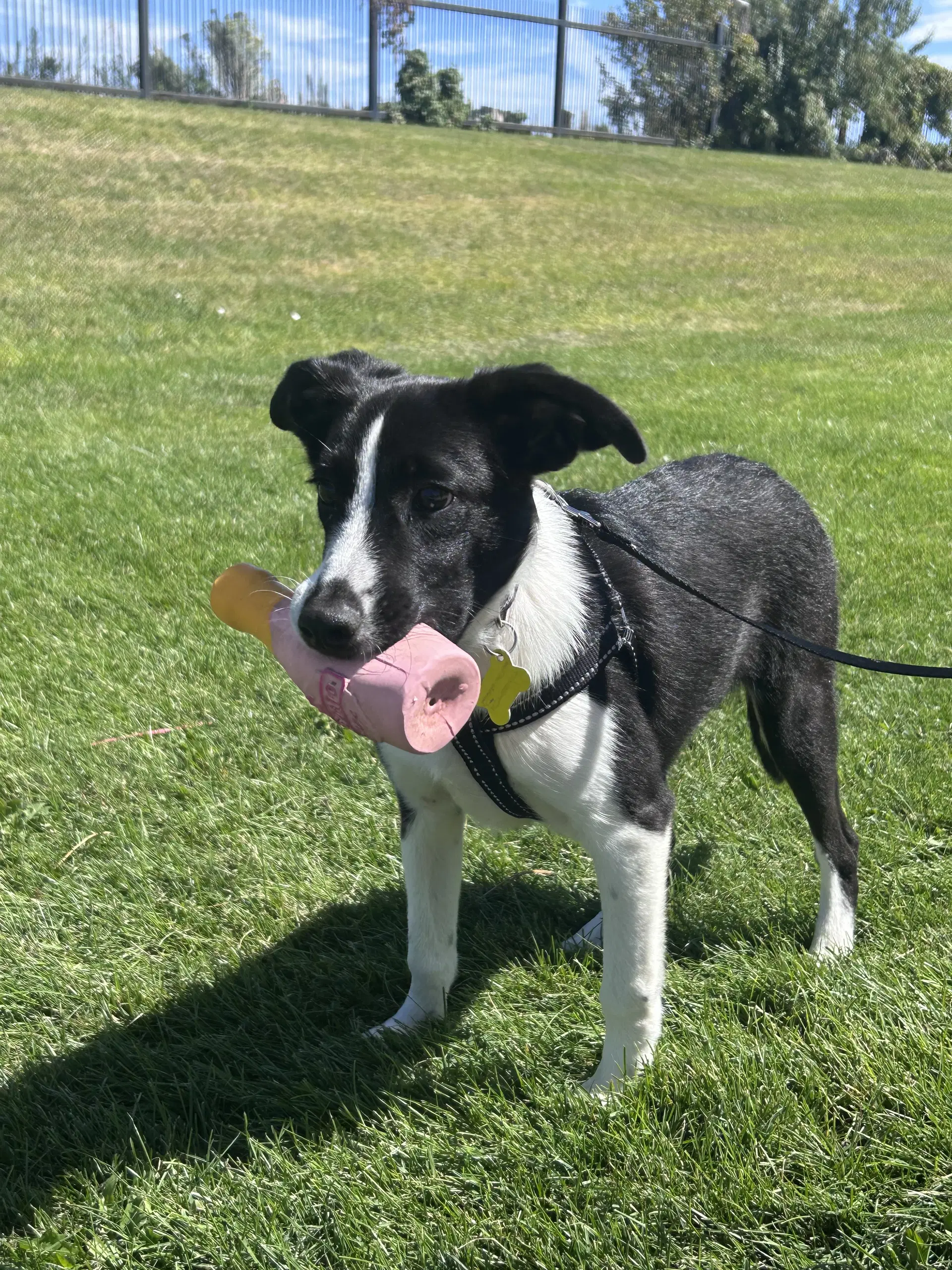 Gil - Labrador Retriever