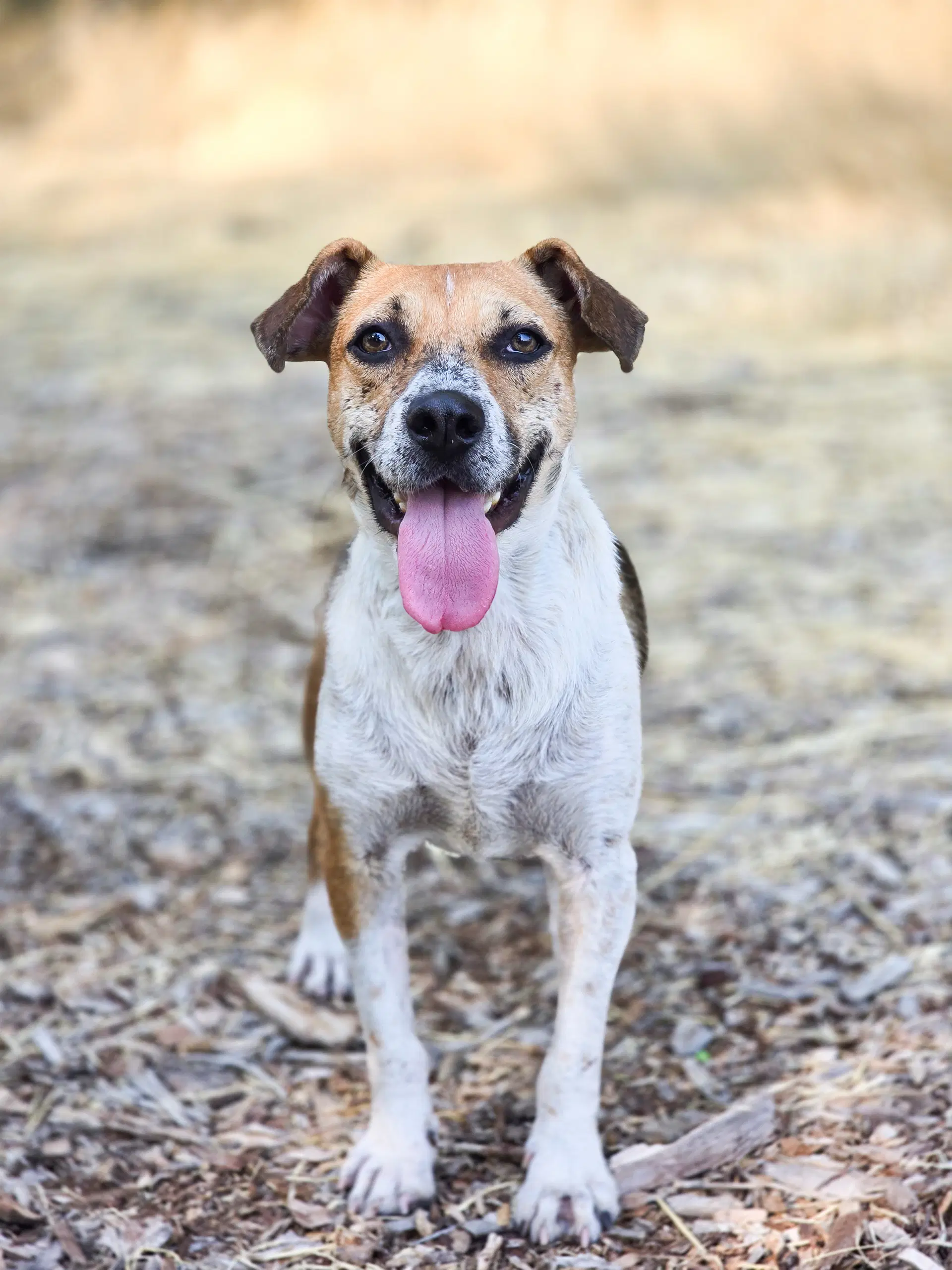 Samie - Australian Cattle Dog/Blue Heeler