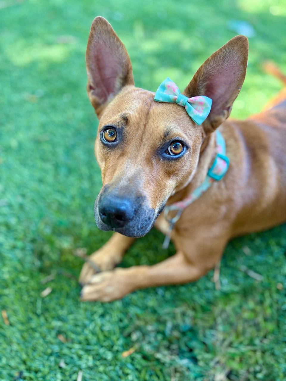 Carmela