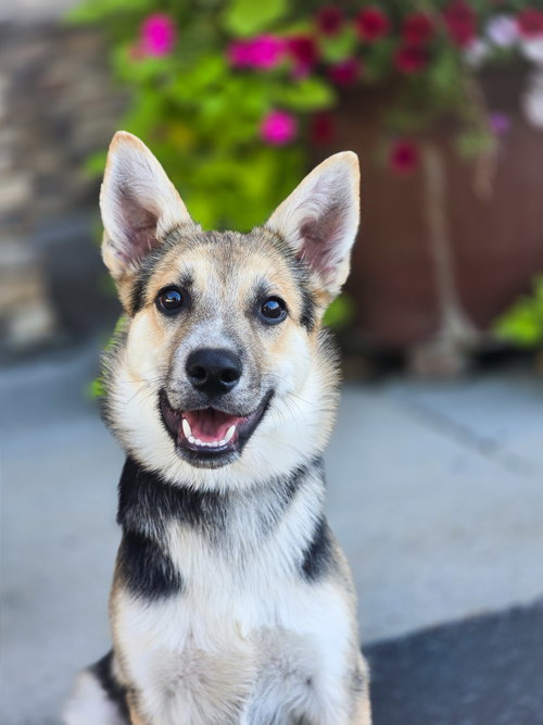 Ziggity, a dog for adoption from Rescue Rovers Dog Adoptions