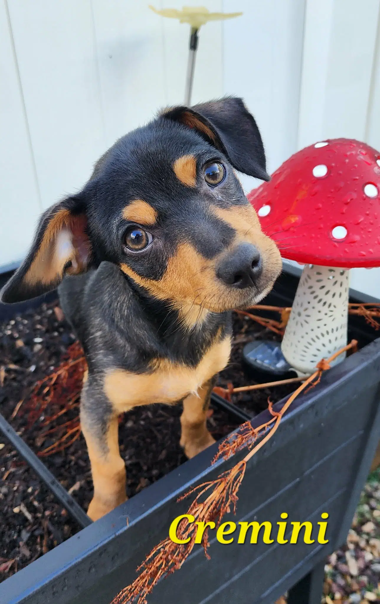 Cremini - Miniature Pinscher