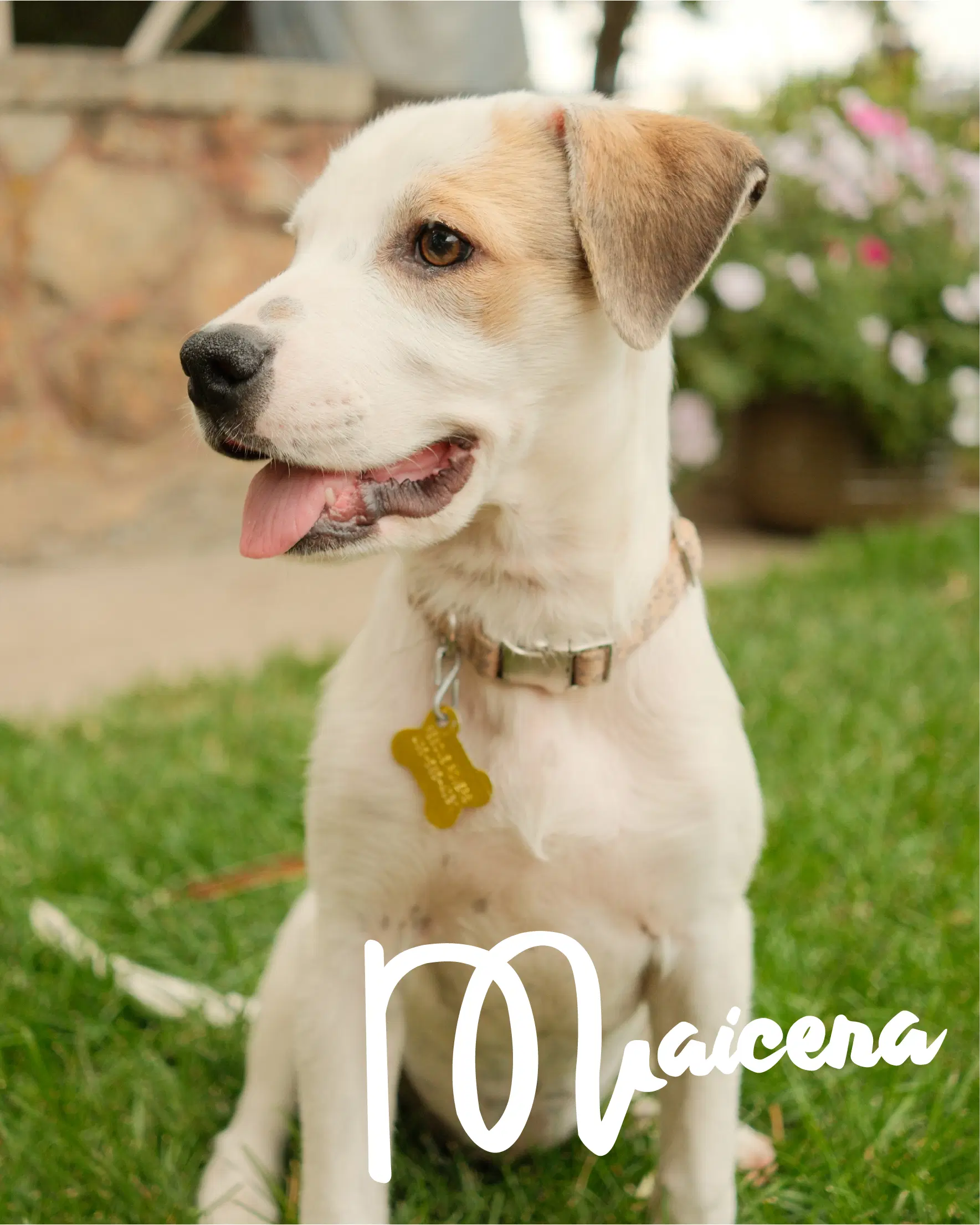 Maicena - Collie/Heeler
