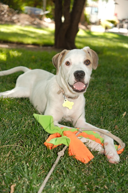 Maicena, a dog for adoption from Rescue Rovers Dog Adoptions