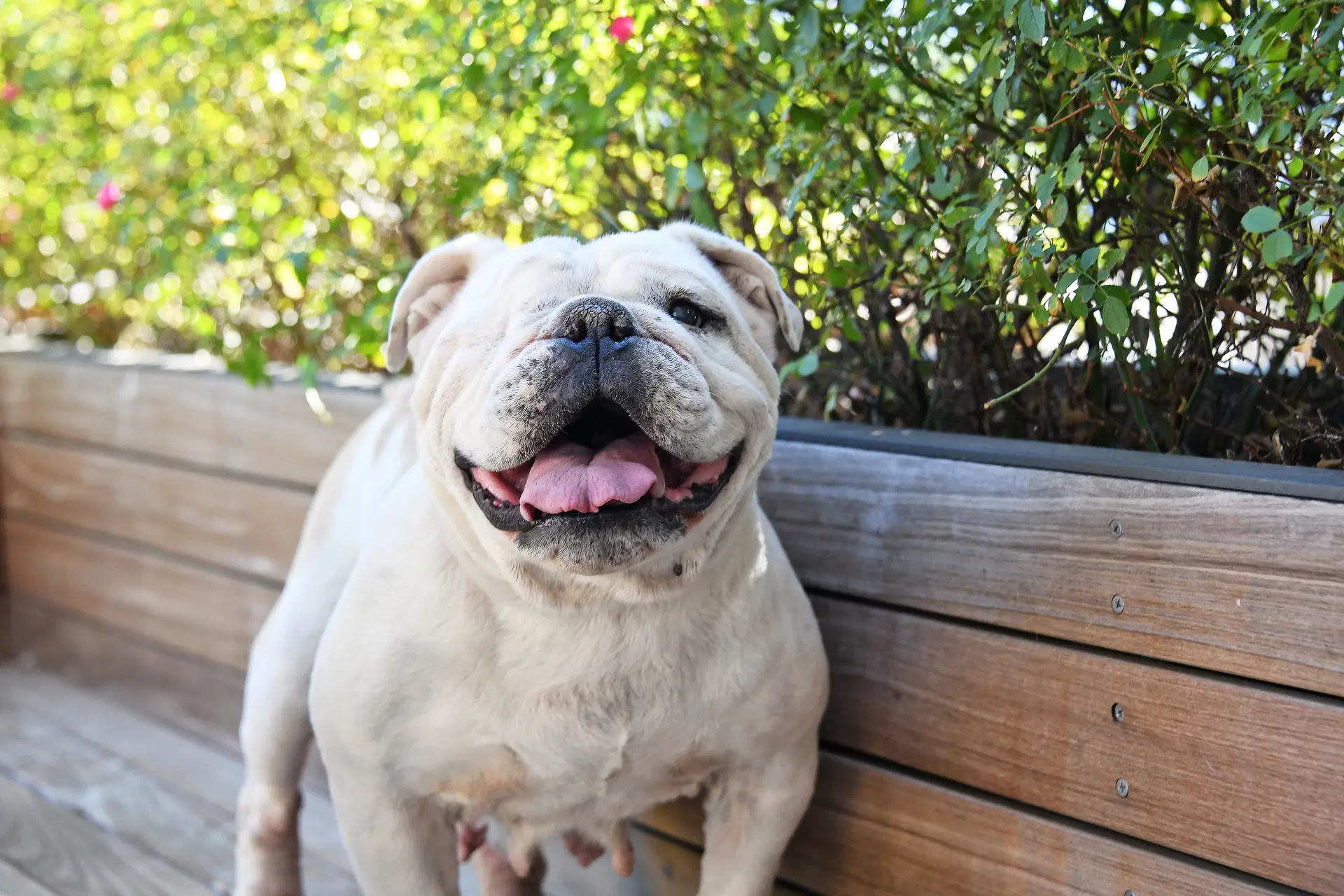 Swann - English Bulldog