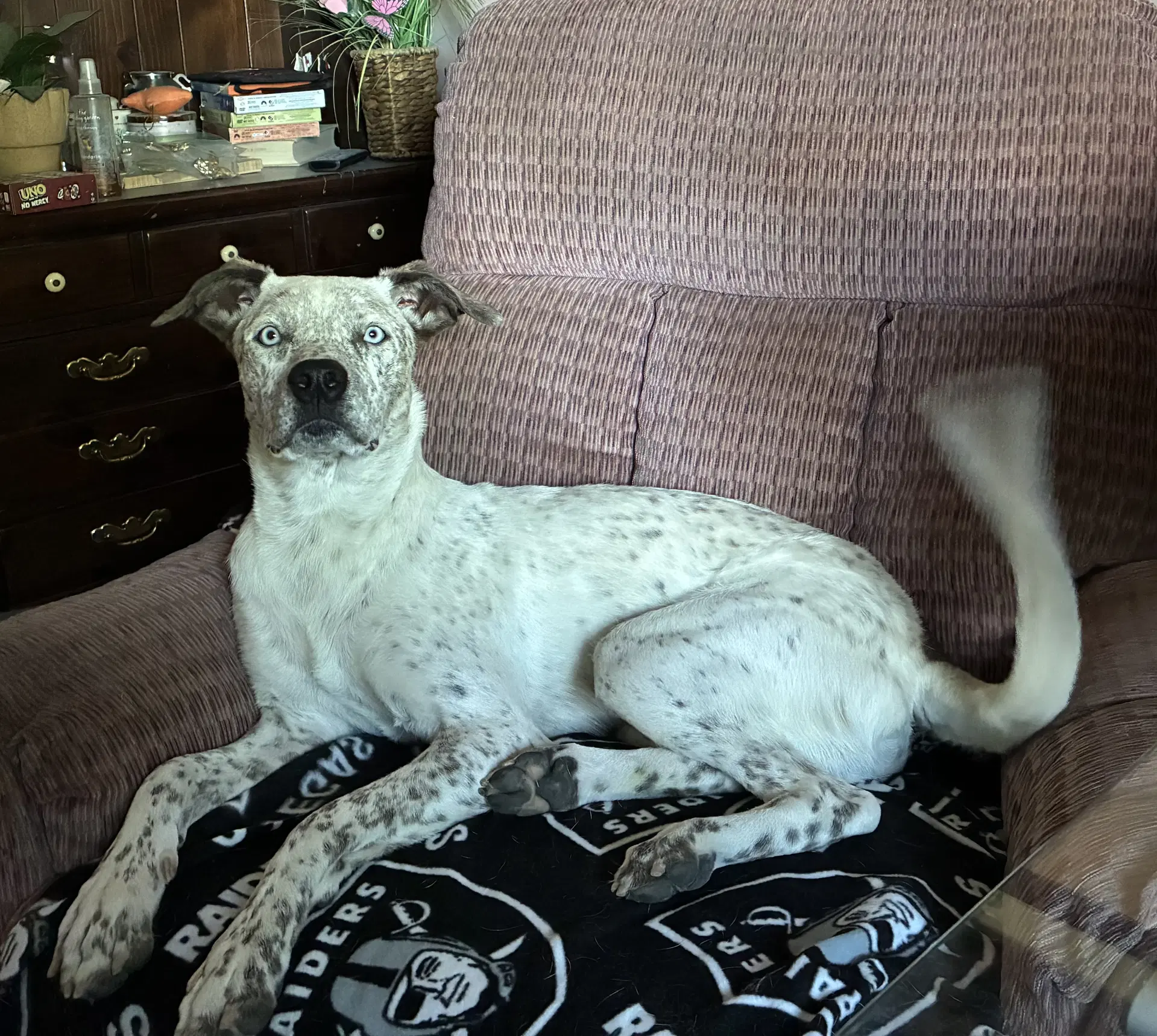 King Bumi - Australian Cattle Dog/Blue Heeler