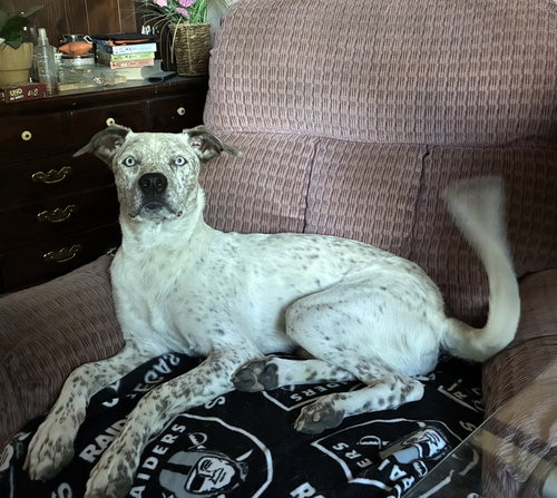 King Bumi, a dog for adoption from Rescue Rovers Dog Adoptions