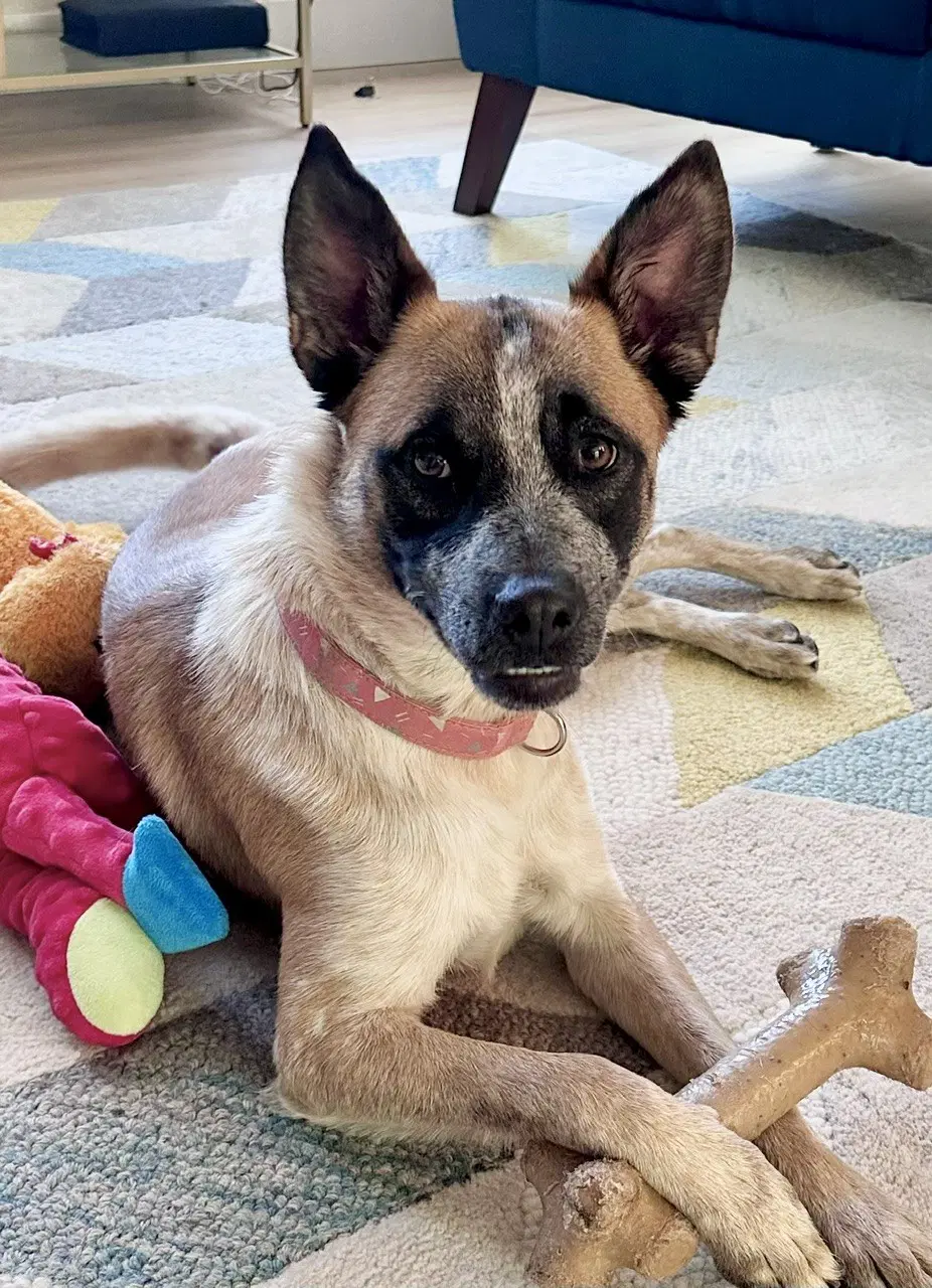 Daisy Lou - Australian Cattle Dog/Blue Heeler