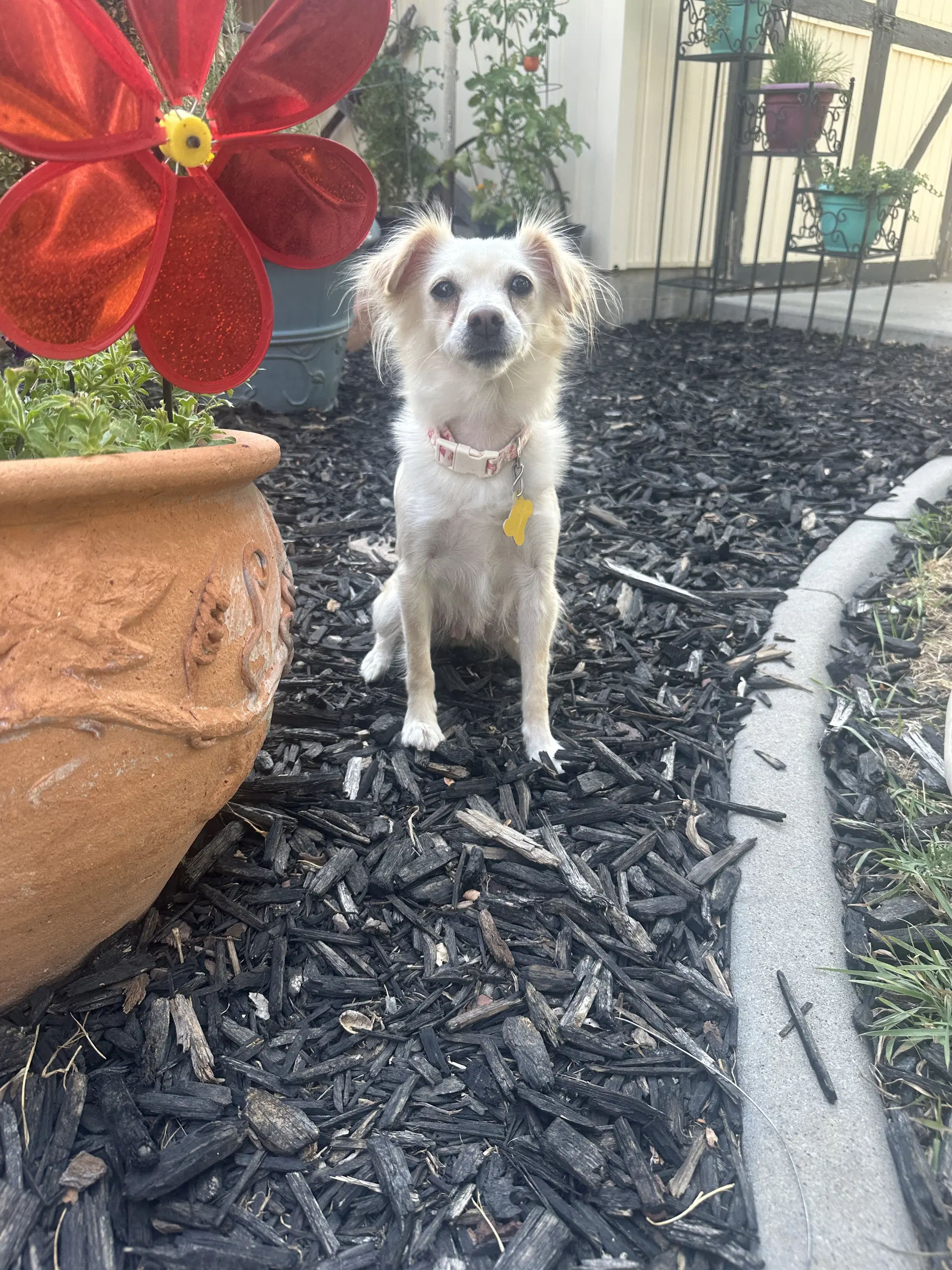 Belle Bella - Terrier