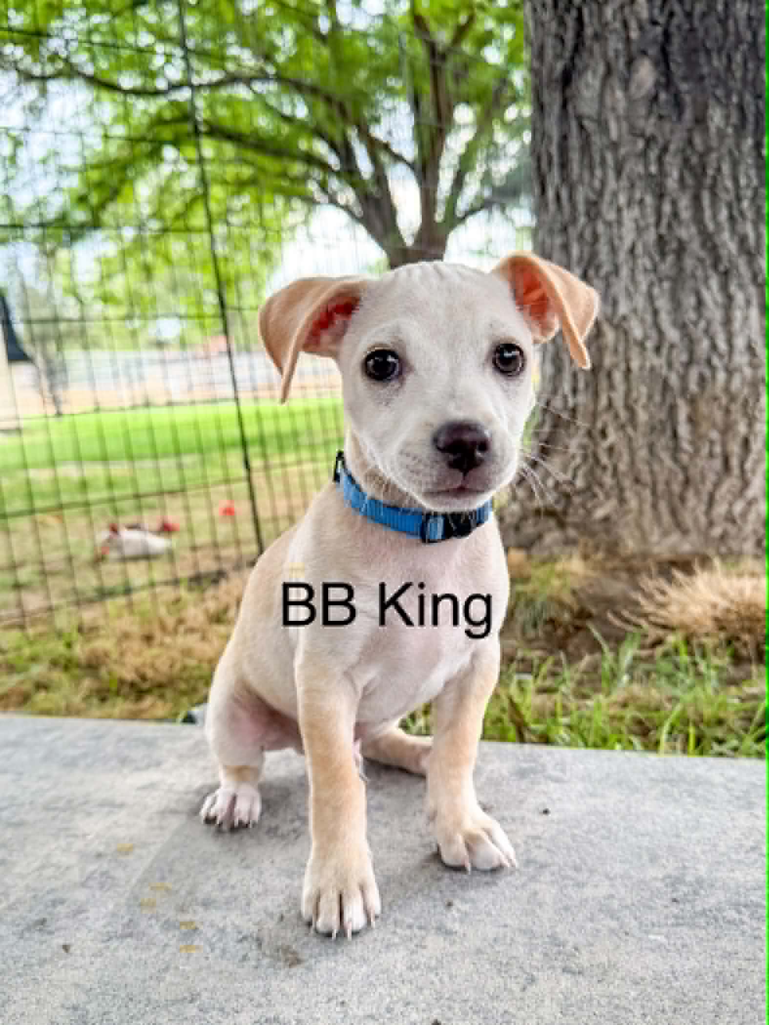 Bb King - Chihuahua