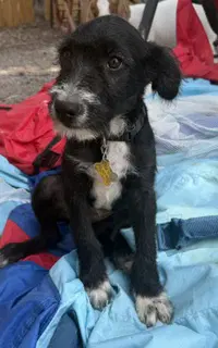 Ranger Scout - Poodle (Standard)
