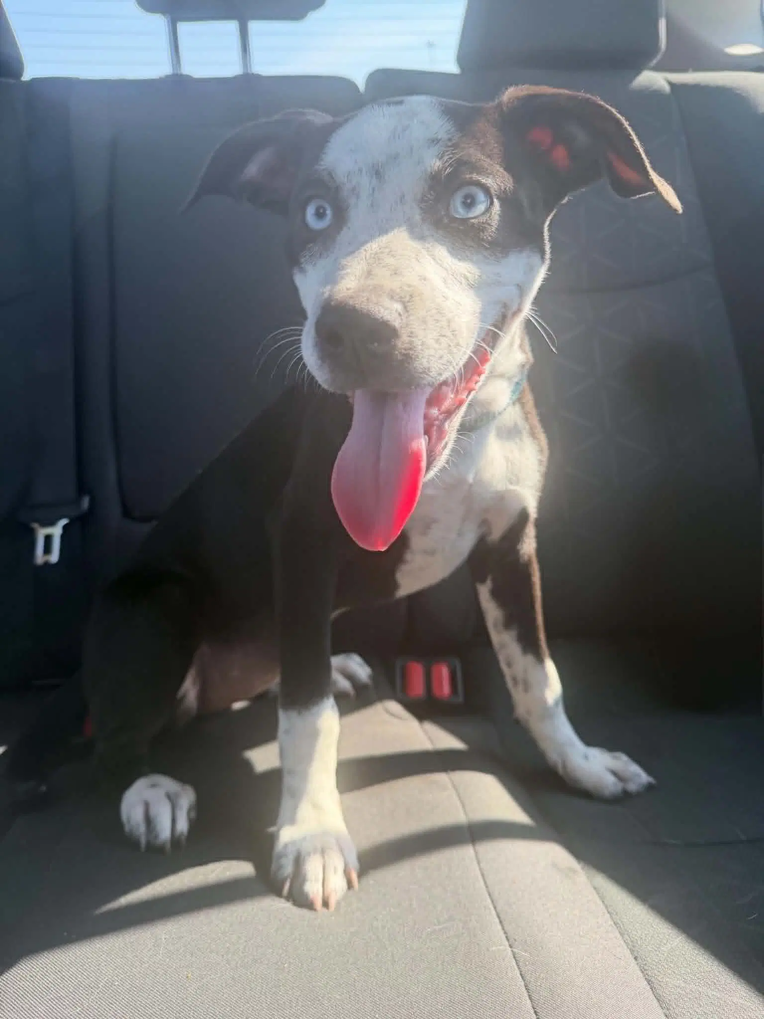 Dollip - Catahoula Leopard Dog
