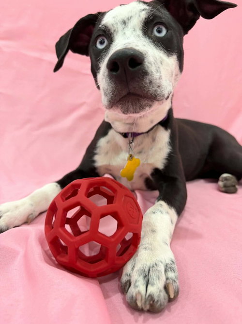 picture of the dog needing adoption