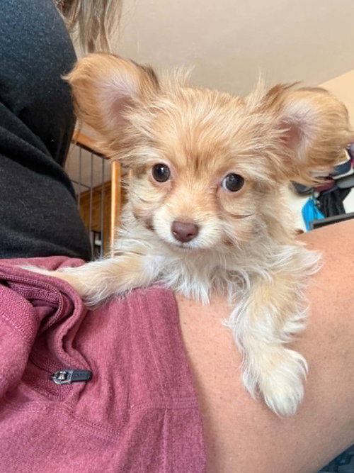picture of the dog needing adoption