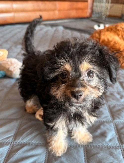 picture of the dog needing adoption