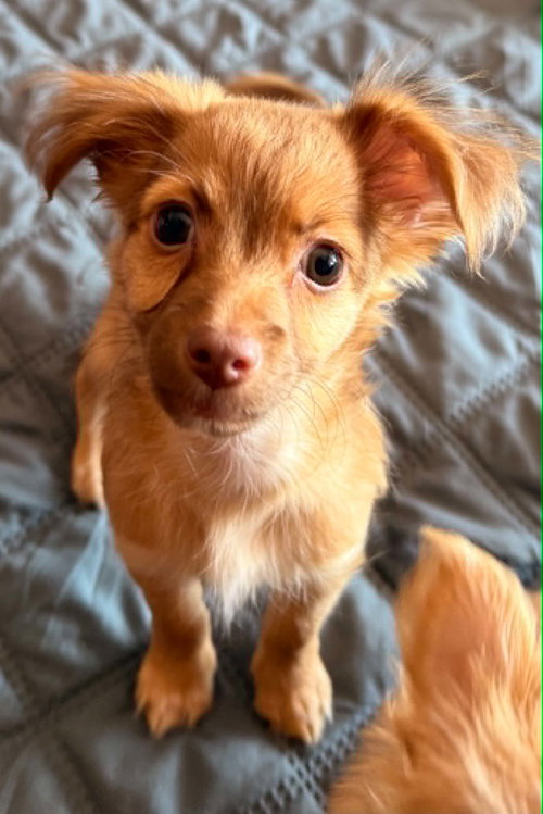 picture of the dog needing adoption