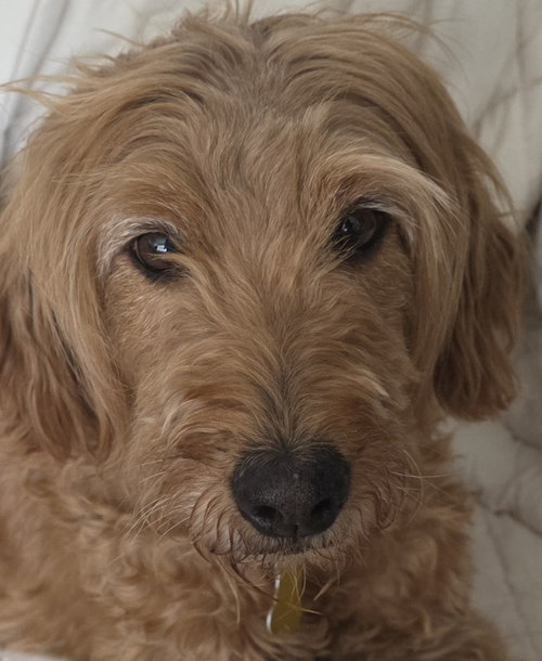 picture of the dog needing adoption
