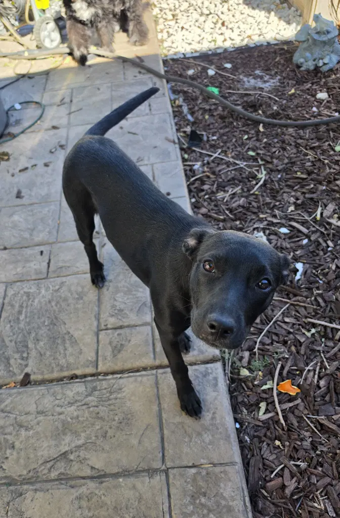 Rayvn - Labrador Retriever