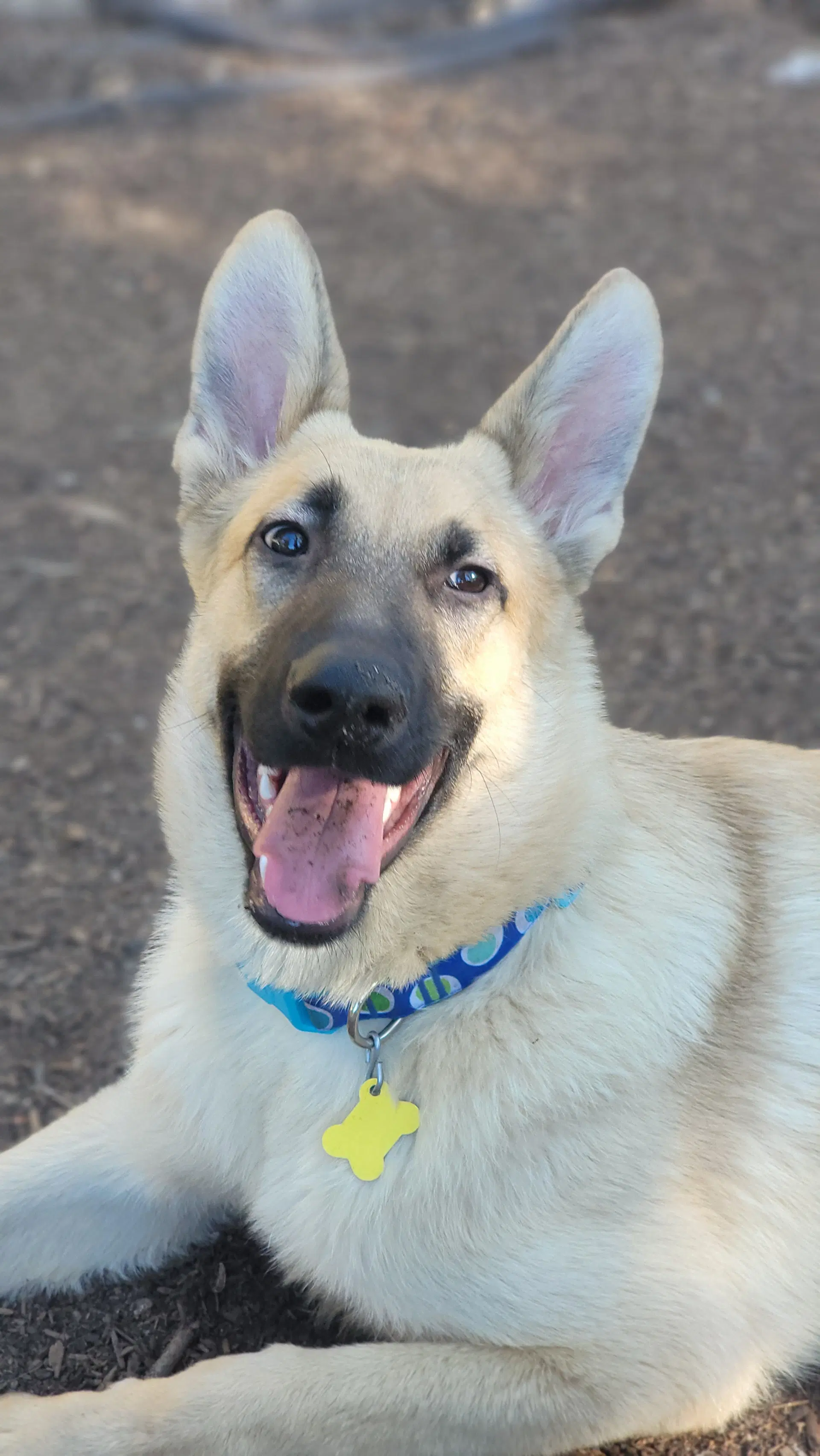 Stego Saurus - Belgian Shepherd Malinois