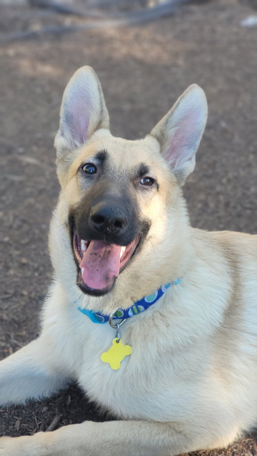 picture of the dog needing adoption