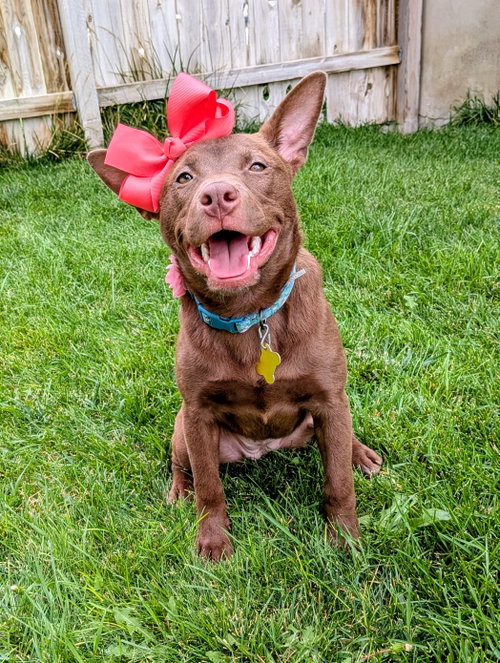 picture of the dog needing adoption