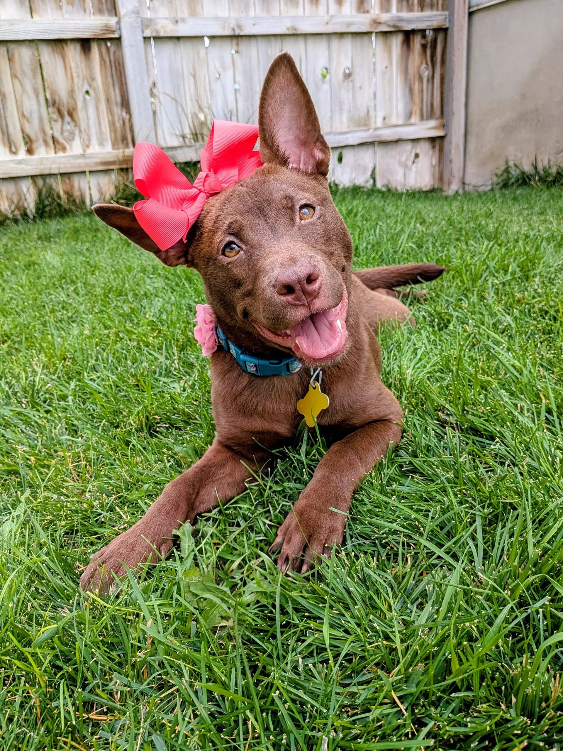 Avyn - Australian Kelpie