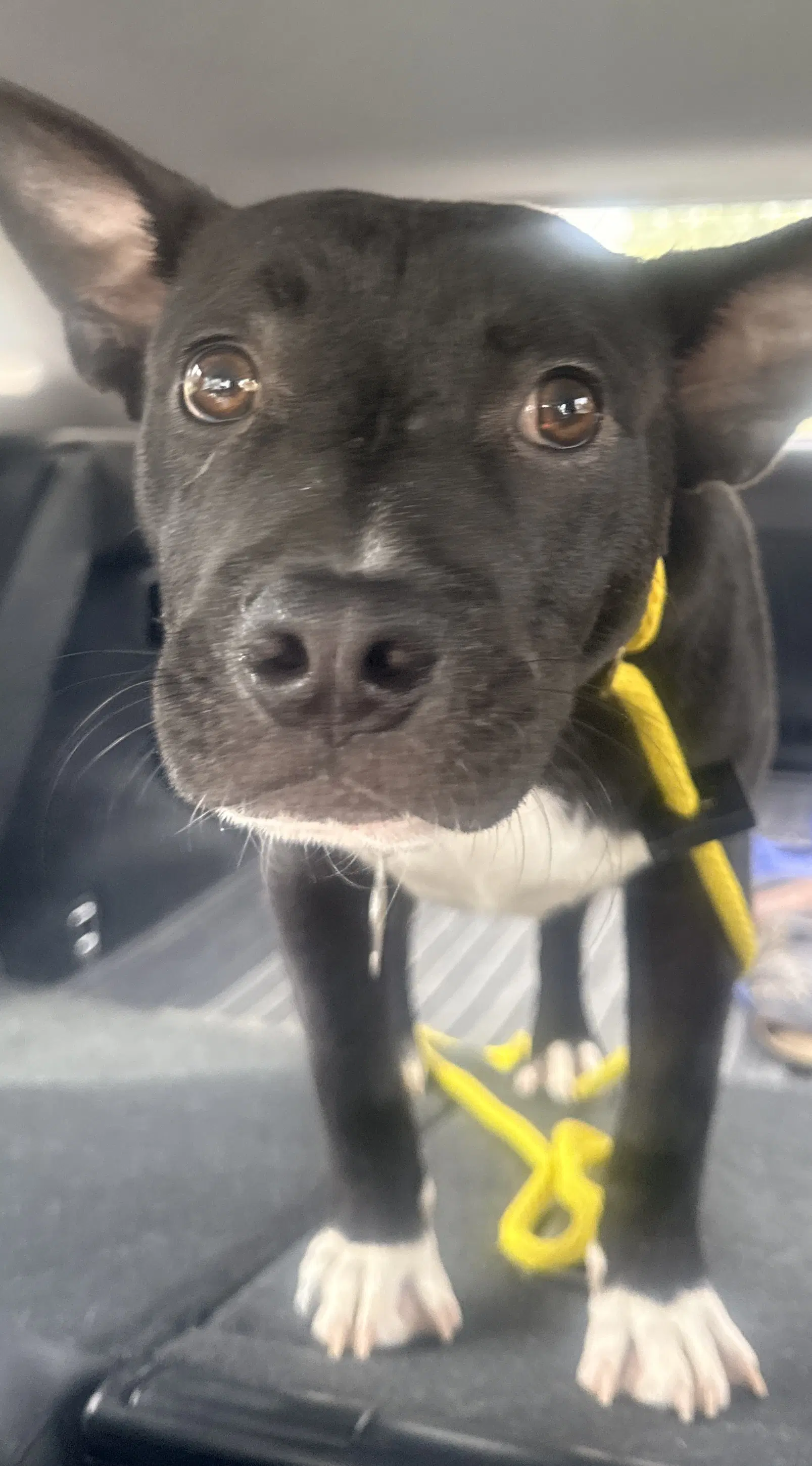 Tuxx - American Pit Bull Terrier