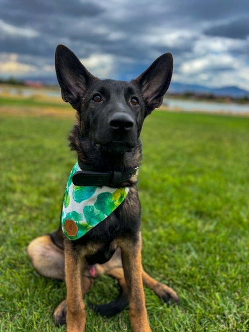 picture of the dog needing adoption
