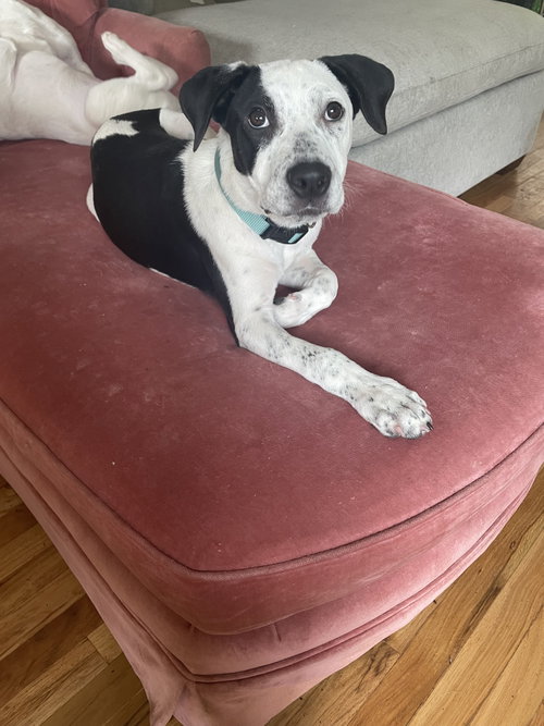 picture of the dog needing adoption