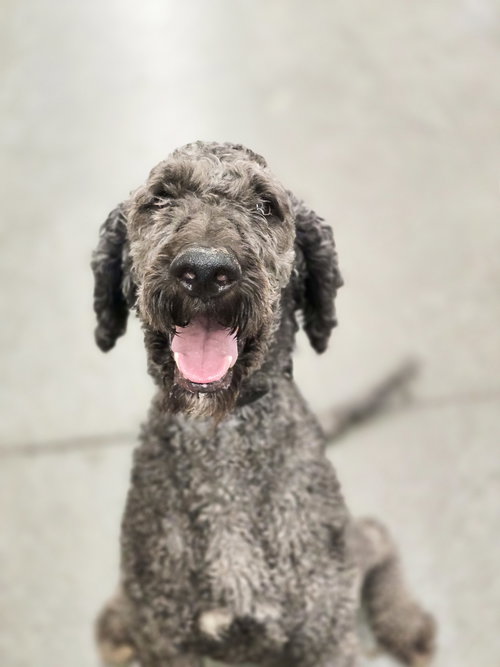 Touring, a dog for adoption from Rescue Rovers Dog Adoptions