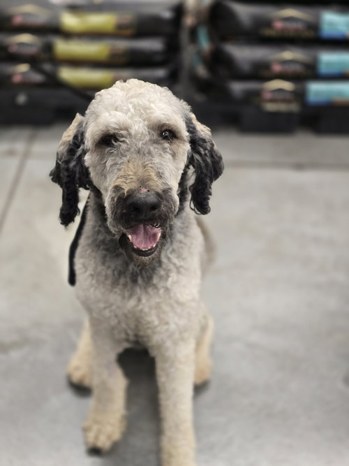 Westchester, a dog for adoption from Rescue Rovers Dog Adoptions