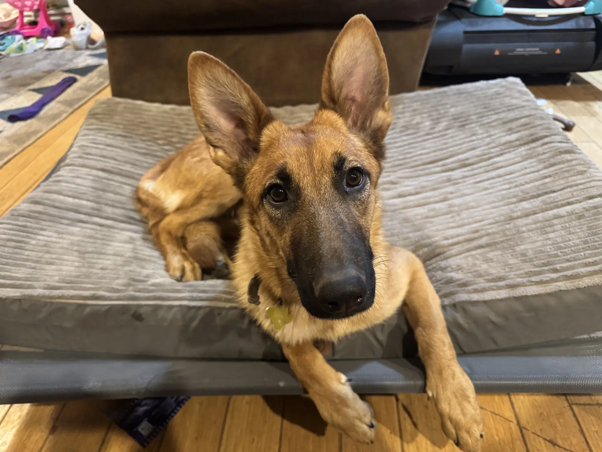 Jewell - Belgian Shepherd Malinois